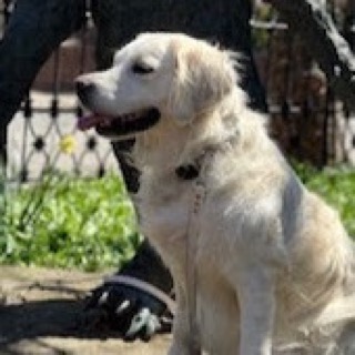 Paloma, a cream golden retriever, sitting in the sun with her tongue out.